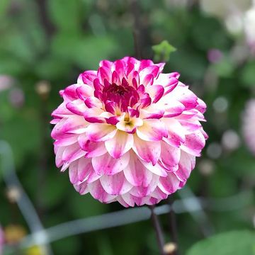 Dahlia Ninas Choice