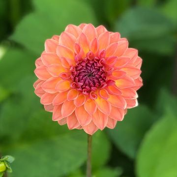 Dahlia Orange Breeze