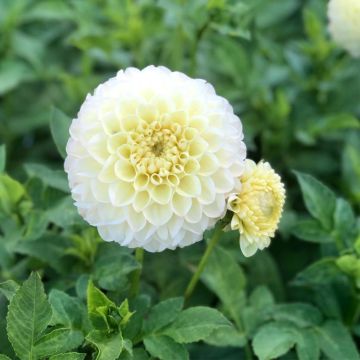 Dahlia Polventum Supreme