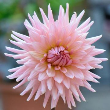 Dahlia Preference