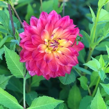 Dahlia Rainbow Silence