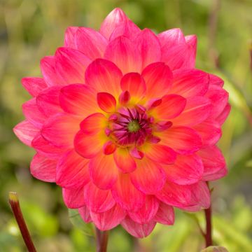 Dahlia Kilburn Glow