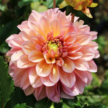 Dahlia Milena Fleur