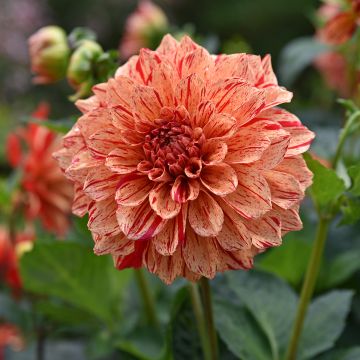 Dahlia Nonette