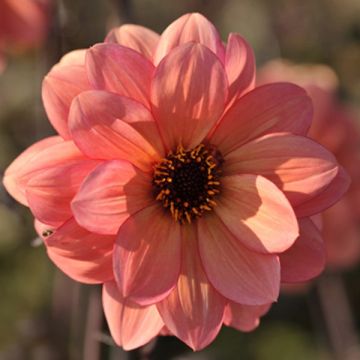 Dahlia Classic Poeme