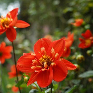 Dahlia Alstergruss