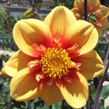 Dahlia Esther