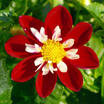 Dahlia Collerette Mary Evelin