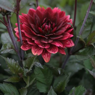 Dahlia After Dusk