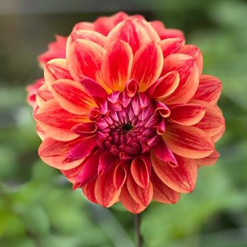 Dahlia All That Jazz