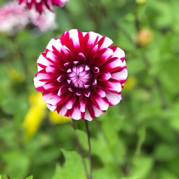 Dahlia Bourbon Street