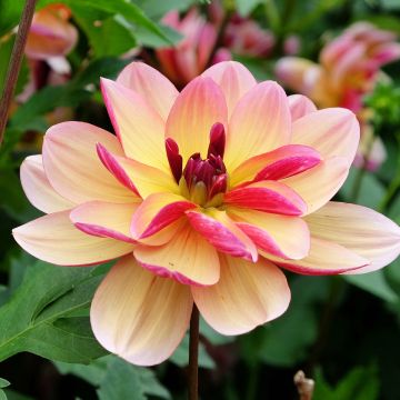 Dahlia Dark Butterfly