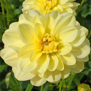 Dahlia Dr Hans Riecke