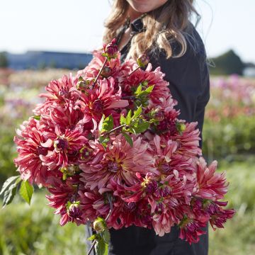 Dahlia Dutch Delight