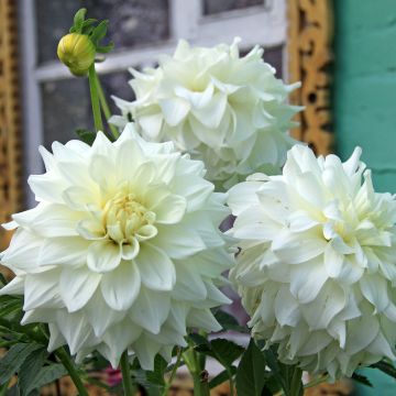 Dahlia Edna Comptsock