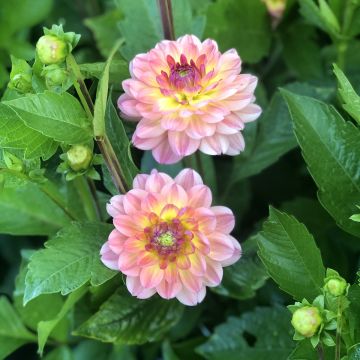 Dahlia Erna Panzer