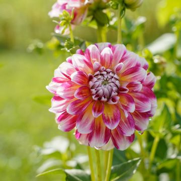 Dahlia Hawaii