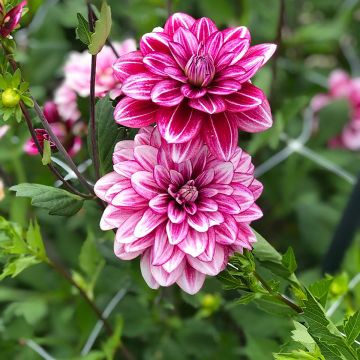 Dahlia Hemisphere