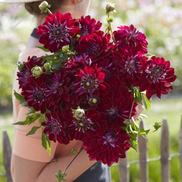 Dahlia King Arthur