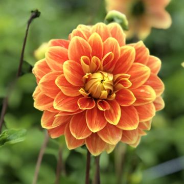 Dahlia Myrthe