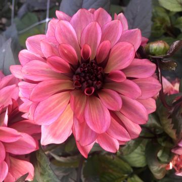 Dahlia Night Silence