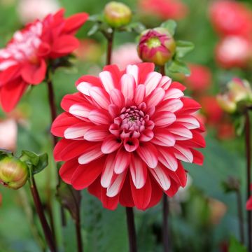 Dahlia Pacific time