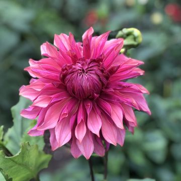 Dahlia Penhill Dark Monarch