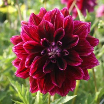 Dahlia Seawood Glory