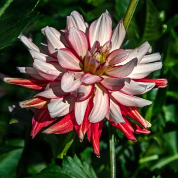 Dahlia Short Track