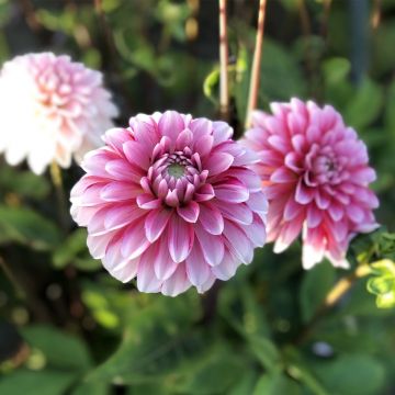 Dahlia Strawberry Cream