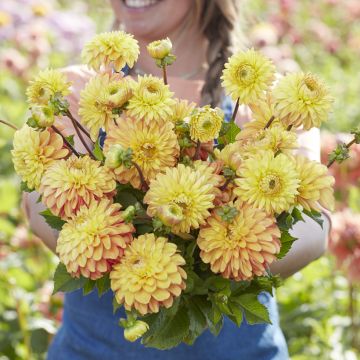Dahlia Bronze Glory