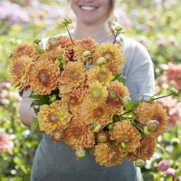 Dahlia Caramel