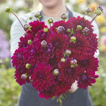 Dahlia Mister Blue