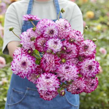 Dahlia Stardust