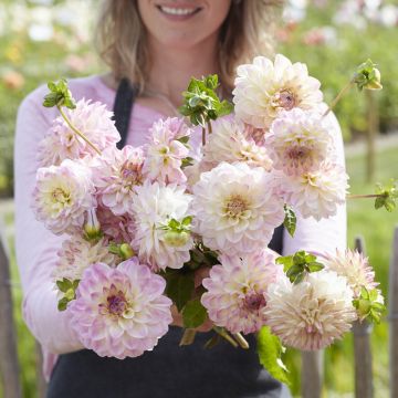 Dahlia Sturm Kika