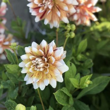 Dahlia Mats