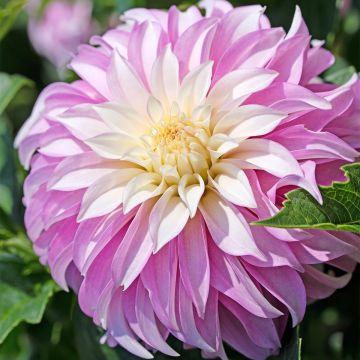 Dahlia Pink Petticoat