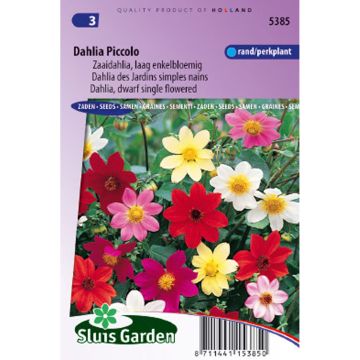 Dwarf Dahlia Piccolo Mix Seeds