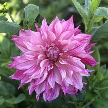 Dahlia Café au Lait Royal