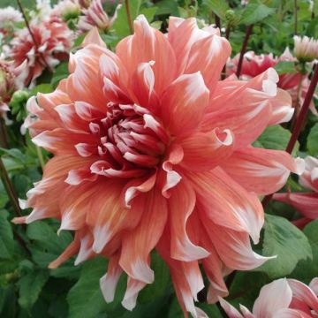 Dahlia Frost Nip