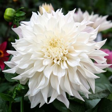 Dahlia White Perfection