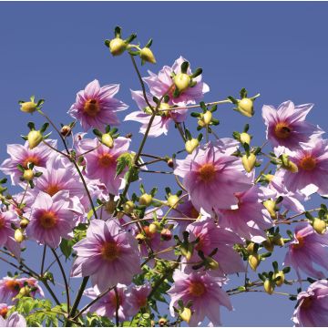 Dahlia imperialis - Giant Dahlia