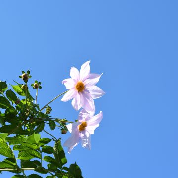 Dahlia imperialis White - Giant Dahlia