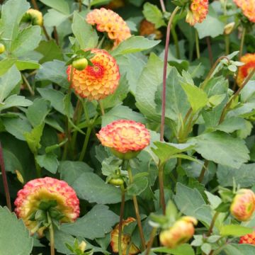 Dahlia Little Beeswing