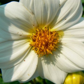 Dahlia Sneezy