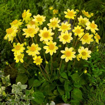 Dahlia Topmix Yellow