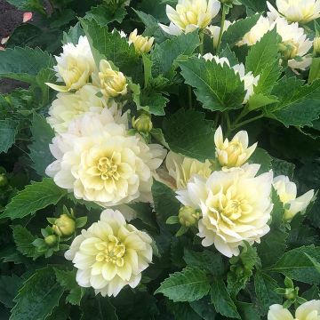 Dahlia Berliner Lemon