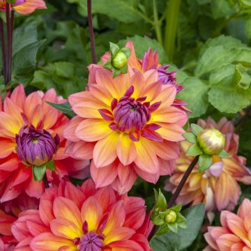 Dahlia Firepot