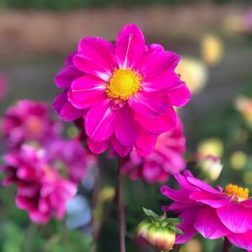 Dahlia Miracle Purple