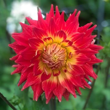 Dahlia Fired Up